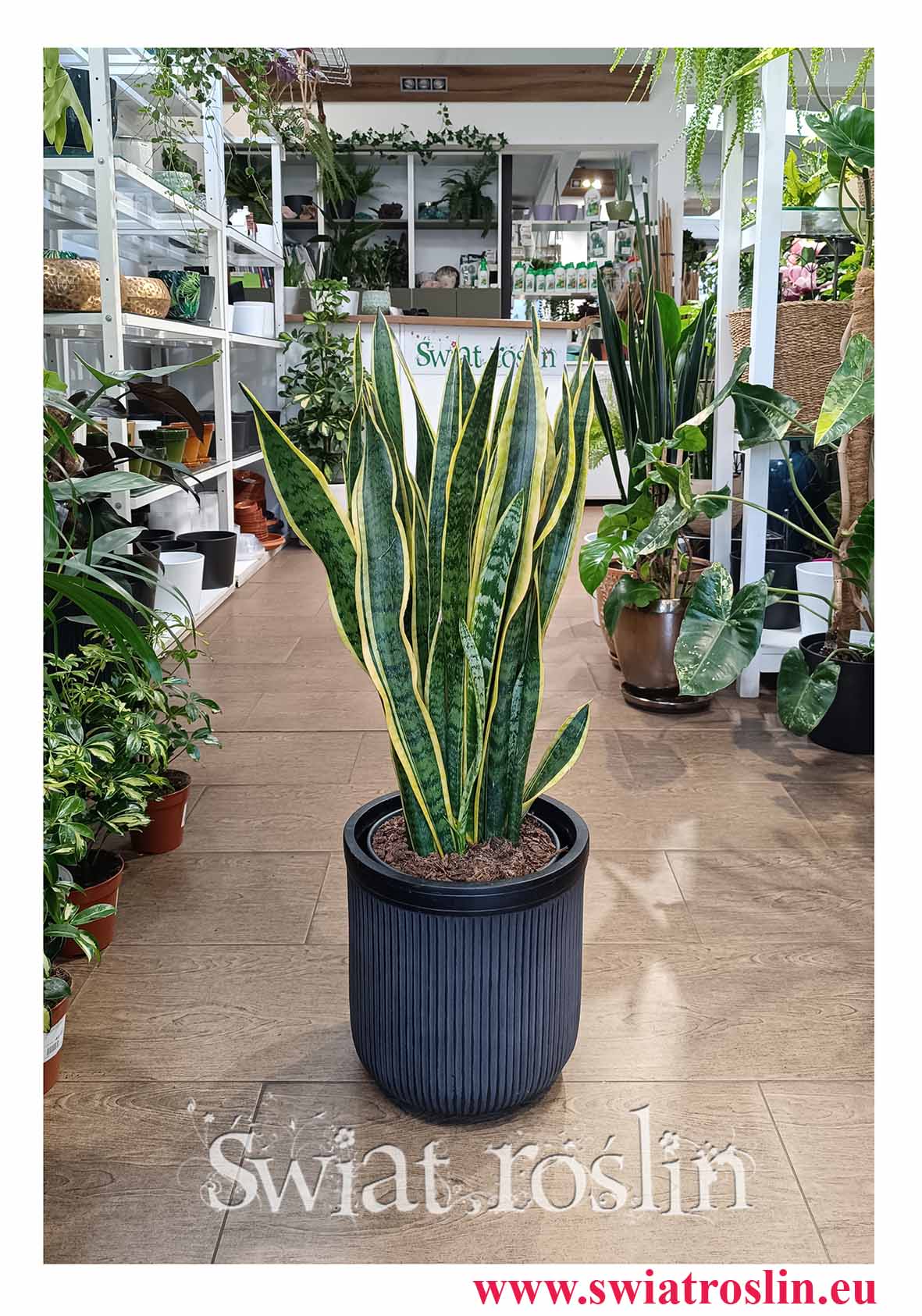 Duża Sansewieria Laurentii łatwa w uprawie z wysyłką do domu lub do biura do kawiarni i restauracji do hotelu do recepcji, Sansevieria Laurentii oczyszczająca powietrze